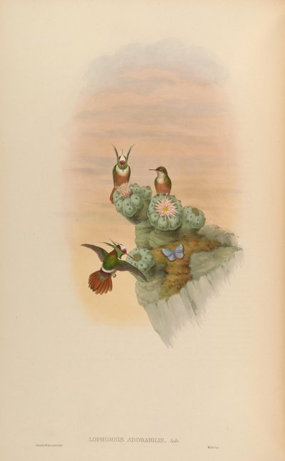 Lophornis adorabilis by John Gould